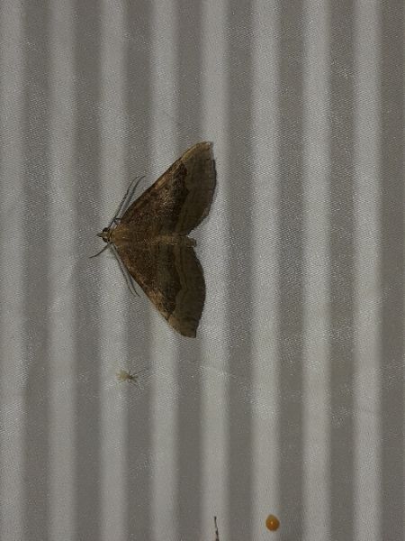 Scotopteryx chenopodiata  - Sylvain Lethuillier