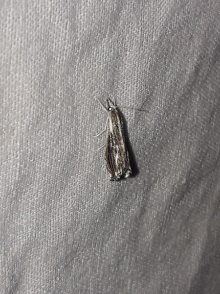Catoptria verellus  - Sylvain Lethuillier