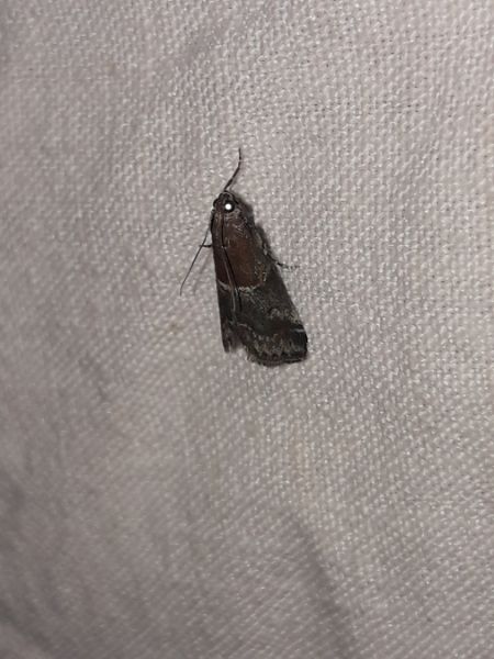 Acrobasis marmorea  - Sylvain Lethuillier