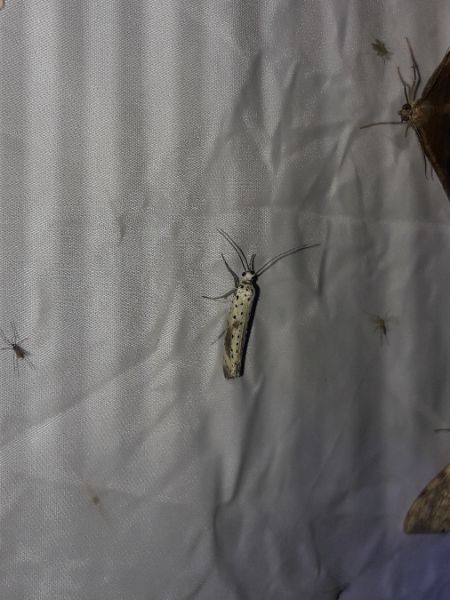Yponomeuta irrorella  - Sylvain Lethuillier