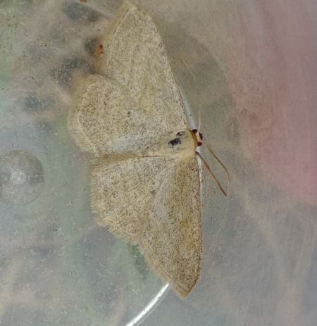 Scopula virgulata 