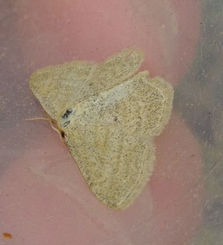 Scopula virgulata 