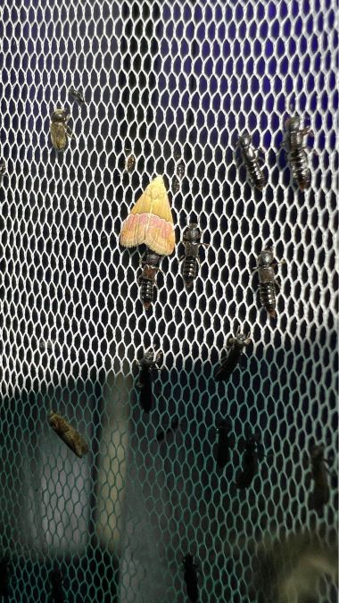 Eublemma parva  - Melchior Viallet