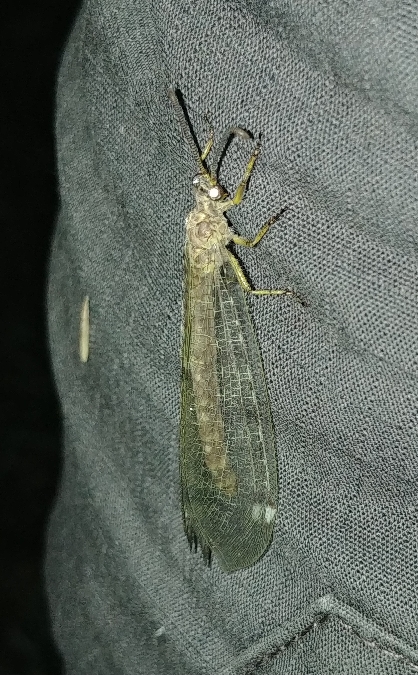 Fourmilion longicorne 