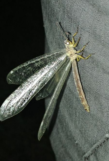 Distoleon tetragrammicus 