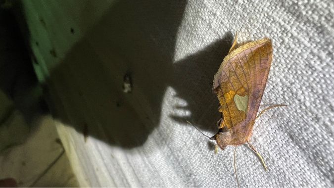 Autographa bractea  - Melchior Viallet