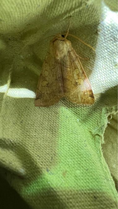 Enargia paleacea  - Melchior Viallet