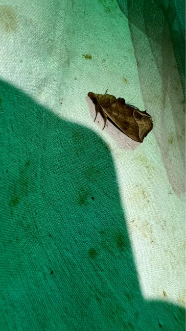 Calyptra thalictri  - Melchior Viallet