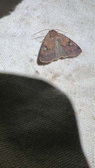 Diarsia guadarramensis  - Melchior Viallet