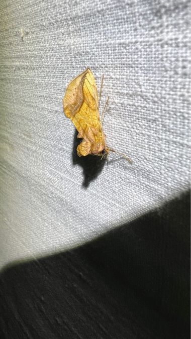 Panchrysia deaurata  - Melchior Viallet