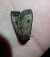 Graphiphora augur  - Thomas Lux