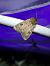 Graphiphora augur  - Thomas Lux