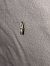 Argyresthia bonnetella  - Sylvain Lethuillier