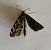 Thera variata  - Thomas Lux
