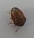Neottiglossa leporina 