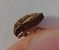 Neottiglossa leporina 