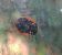 Coccinella magnifica 