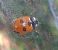 Coccinella magnifica 