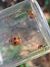 Coccinella magnifica 