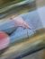 Haploprocta sulcicornis  - Thomas Lux