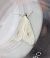 Sitochroa palealis  - Thomas Lux