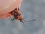 Corizus hyoscyami hyoscyami 