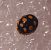 Coccinelle aux 14 points jaunes 