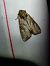 Apamea crenata  - Thomas Lux