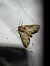 Apamea crenata  - Thomas Lux
