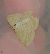 Scopula virgulata 