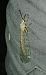 Fourmilion longicorne 