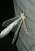 Fourmilion longicorne 
