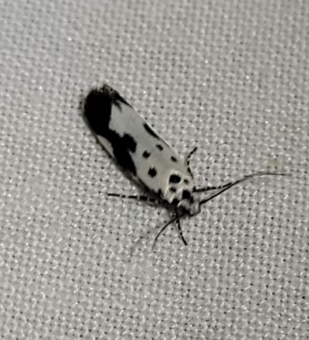 Ethmia quadrillella  - Thomas Lux