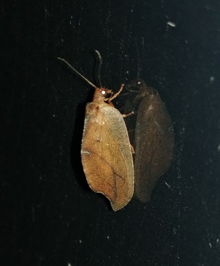 Drepanepteryx phalaenoides 