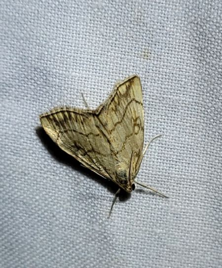 Evergestis pallidata  - Thomas Lux