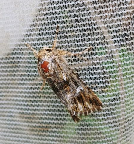 Calophasia lunula 