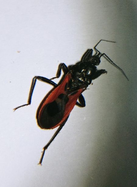Peirates hybridus 