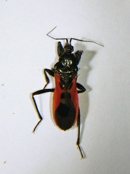 Peirates hybridus 