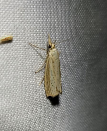 Agriphila straminella  - Thomas Lux