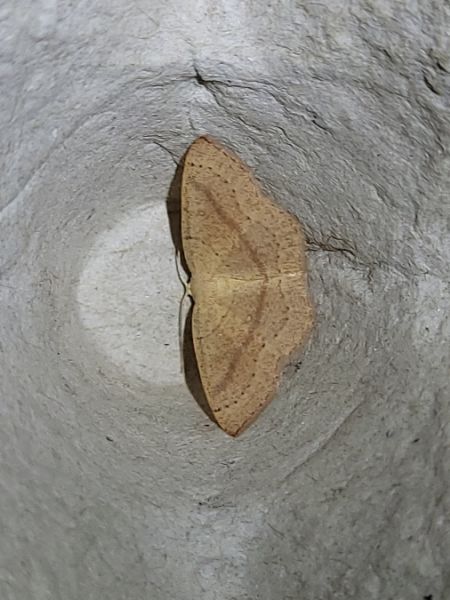 Cyclophora linearia  - Thomas Lux