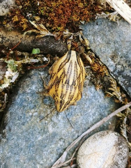 Odontotarsus purpureolineatus 