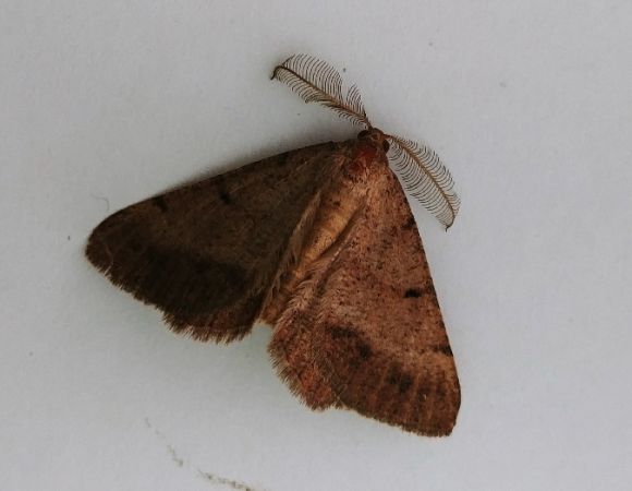 Selidosema brunnearia 