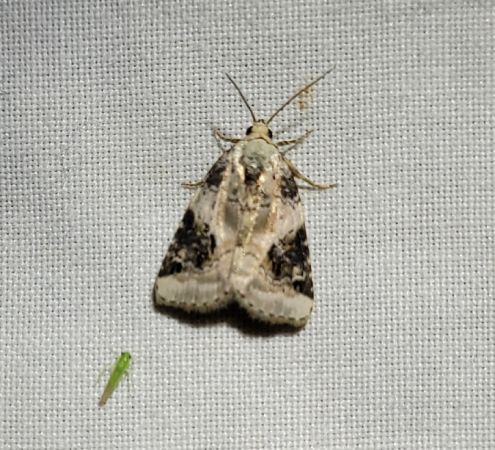 Pseudeustrotia candidula  - Thomas Lux