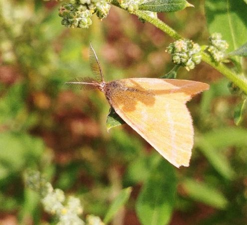Lythria purpuraria 