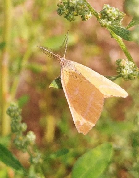 Lythria purpuraria 