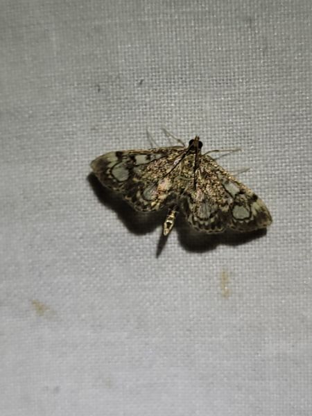 Anania coronata  - Thomas Lux