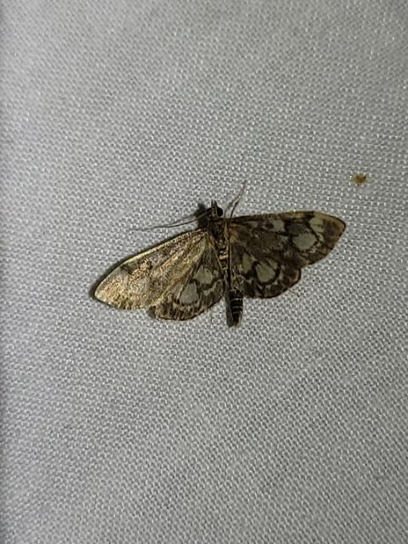 Anania coronata  - Thomas Lux