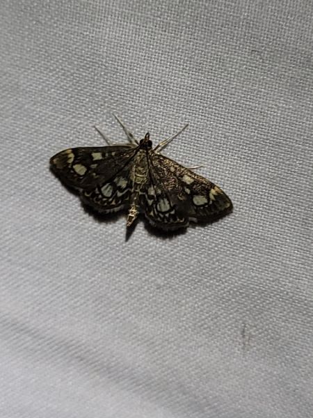 Anania coronata  - Thomas Lux