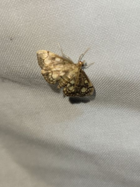 Anania coronata  - Thomas Lux