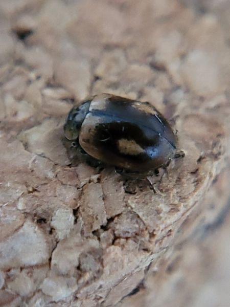 Aphidecta obliterata  - Thomas Lux